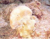 P. duerdeni