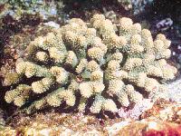P. meandrina