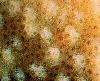 Close-up of Pocillopora