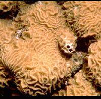  P. varians