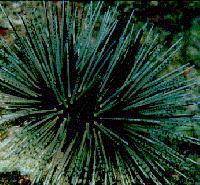 banded sea urchin